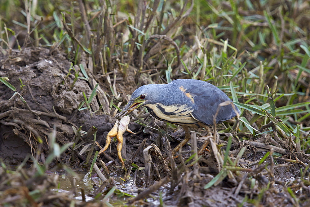 Dwarf bittern (Ixobrychus sturmii) with a platanna, Kruger National Park, South Africa, Africa