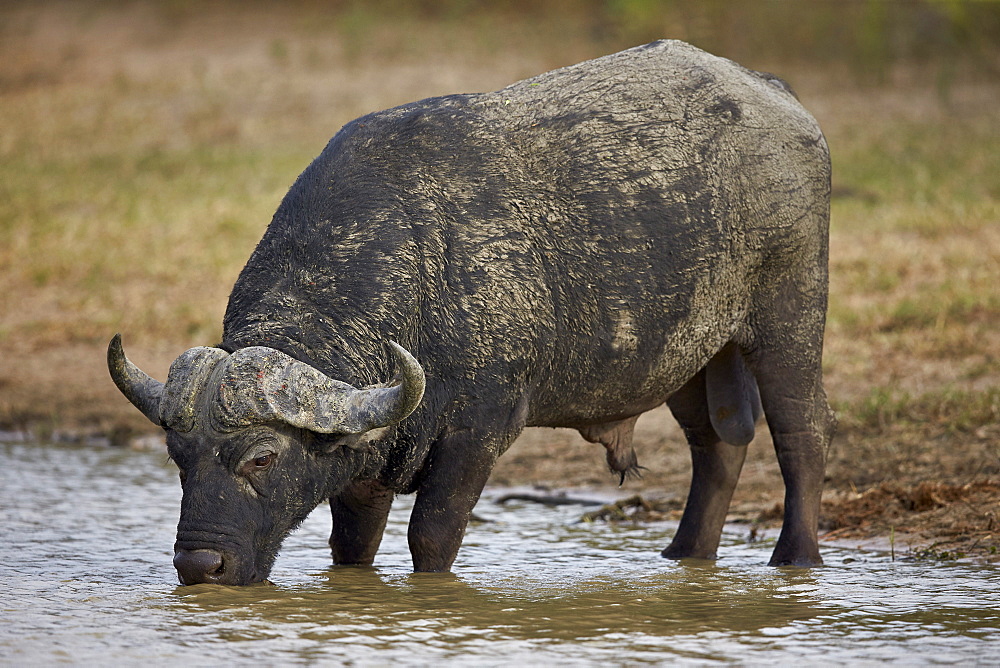 Cape buffalo (African buffalo) (Syncerus caffer) bull drinking, Kruger National Park, South Africa, Africa