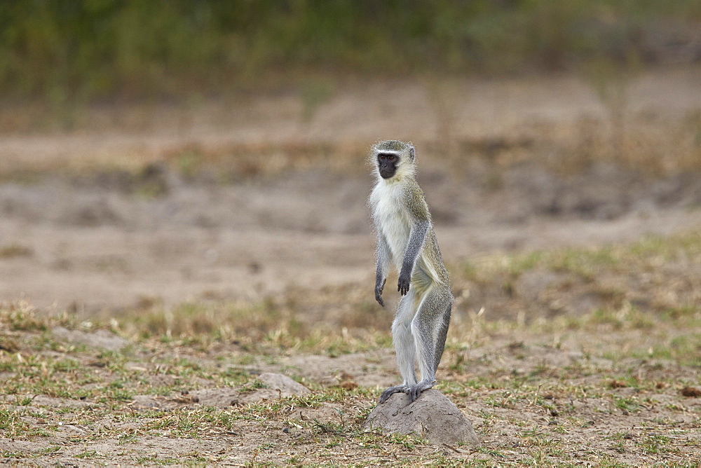 Vervet monkey (Chlorocebus aethiops) standing on its hind legs, Kruger National Park, South Africa, Africa