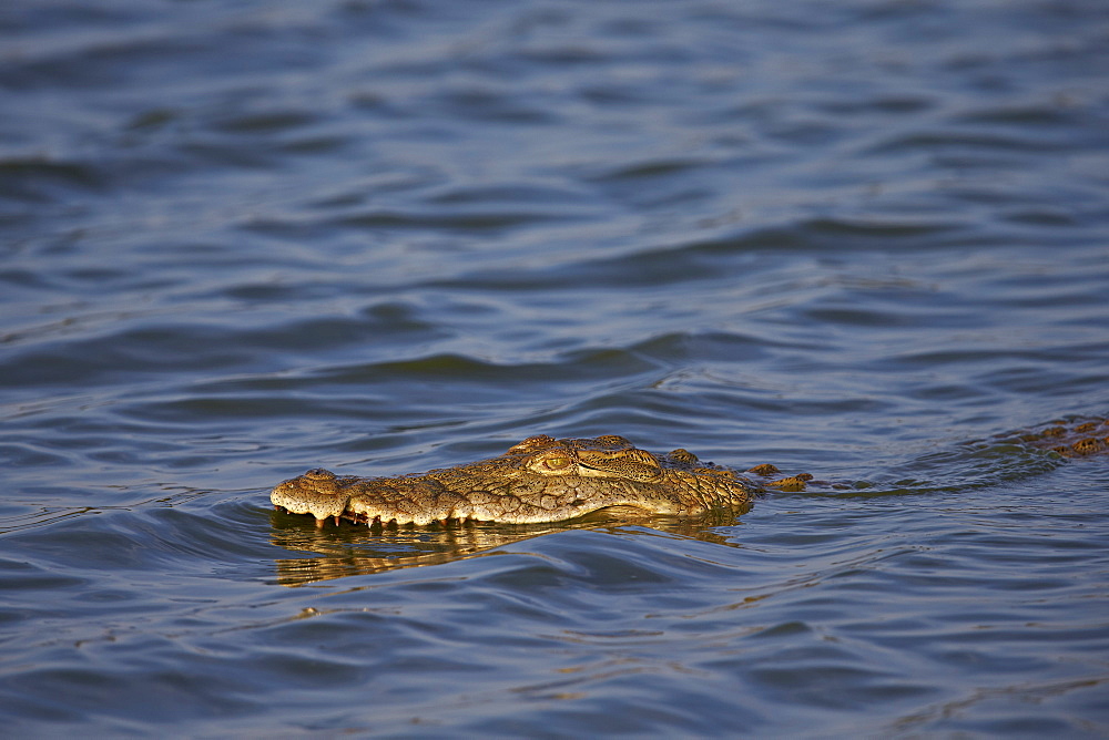 Nile crocodile (Crocodylus niloticus) swimming, Kruger National Park, South Africa, Africa