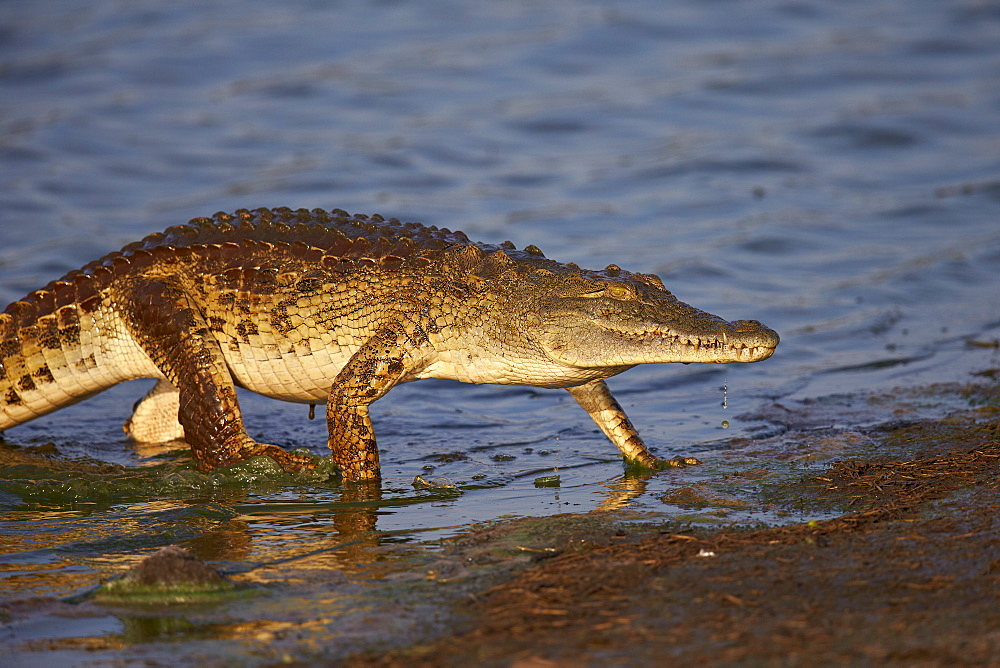 Nile crocodile (Crocodylus niloticus) exiting the water, Kruger National Park, South Africa, Africa