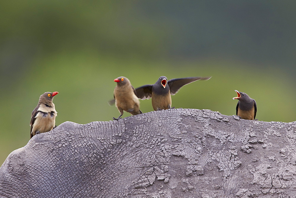 Red-billed oxpecker (Buphagus erythrorhynchus), Kruger National Park, South Africa, Africa