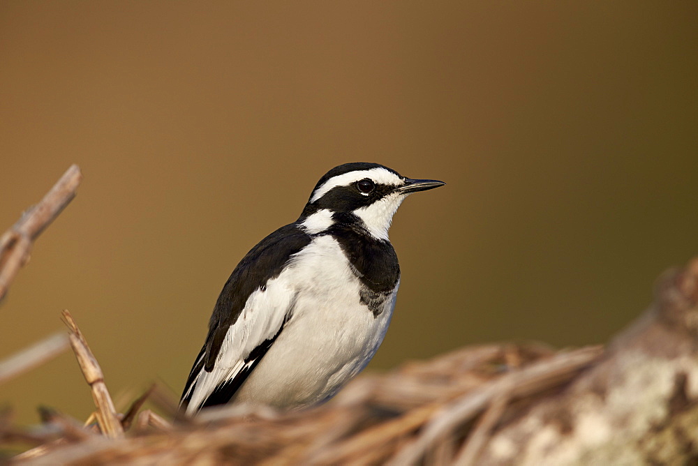 African pied wagtail (Motacilla aguimp), Kruger National Park, South Africa, Africa