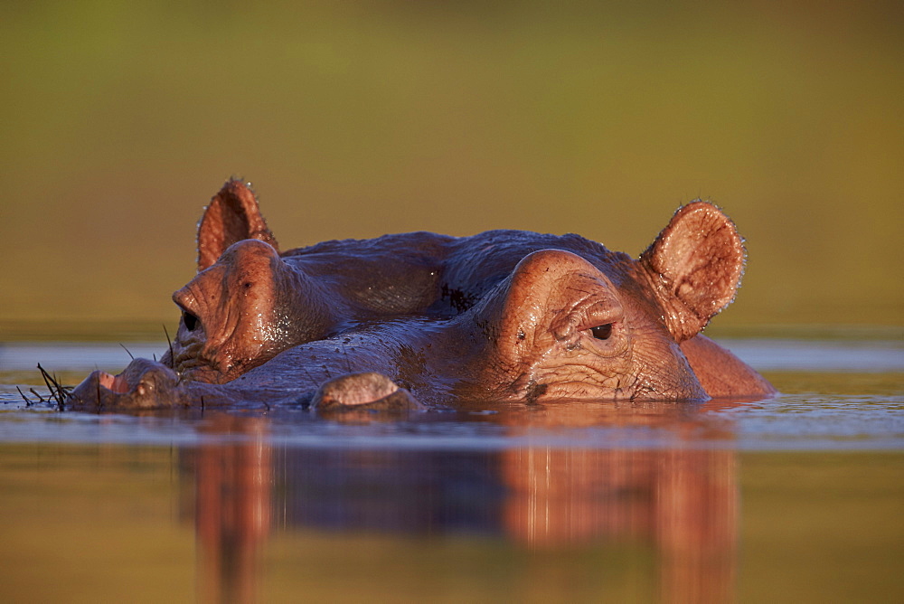 Hippopotamus (Hippopotamus amphibius), Kruger National Park, South Africa, Africa