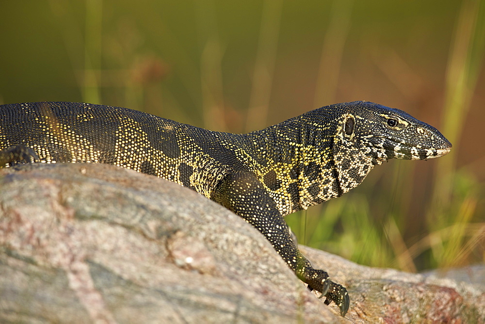 Water monitor (Varanus niloticus), Kruger National Park, South Africa, Africa