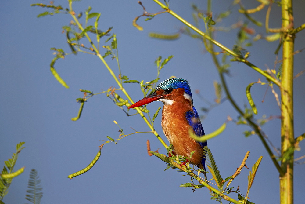 Malachite kingfisher (Alcedo cristata), Kruger National Park, South Africa, Africa