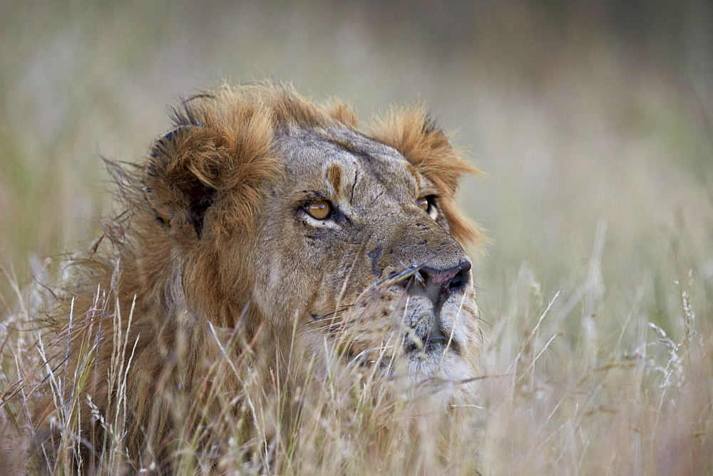 Lion (Panthera leo), Kruger National Park, South Africa, Africa