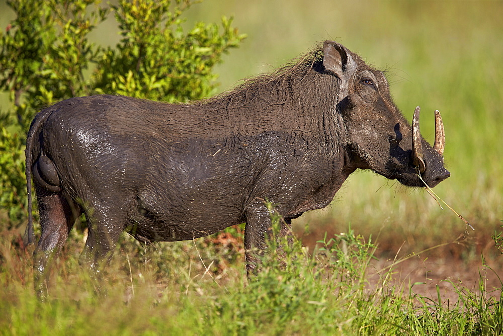 Warthog (Phacochoerus aethiopicus) male, Kruger National Park, South Africa, Africa