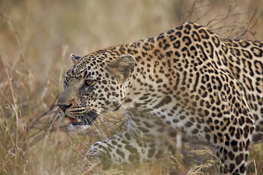 Leopard (Panthera pardus), Kruger National Park, South Africa, Africa