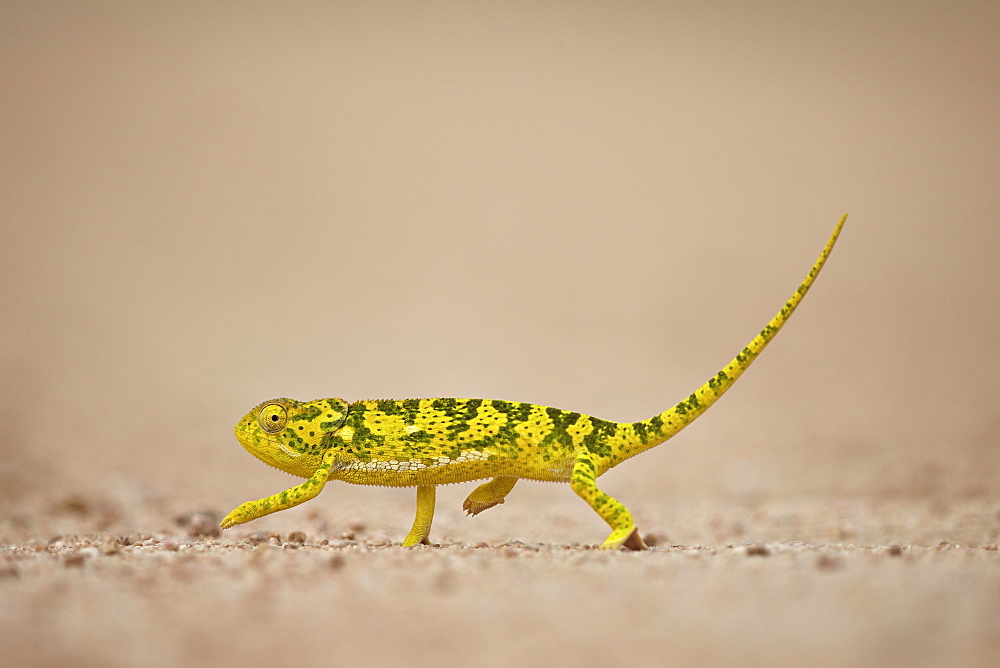 Flap-necked chameleon (flap neck chameleon) (Chamaeleo dilepis), Kruger National Park, South Africa, Africa