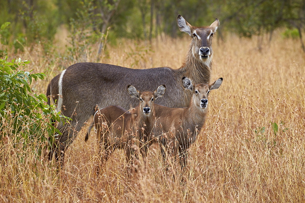 Common waterbuck (Ellipsen waterbuck) (Kobus ellipsiprymnus ellipsiprymnus), doe and two calves, Kruger National Park, South Africa, Africa