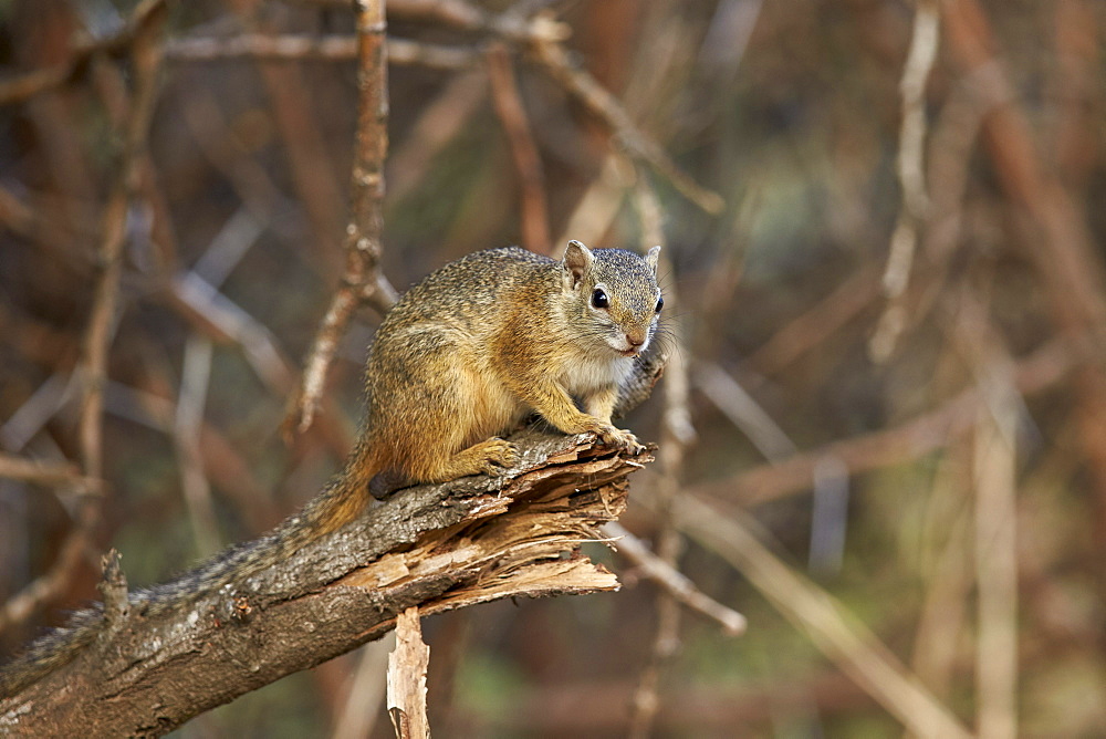 Tree squirrel (Smith's bush squirrel) (yellow-footed squirrel) (Paraxerus cepapi), Kruger National Park, South Africa, Africa