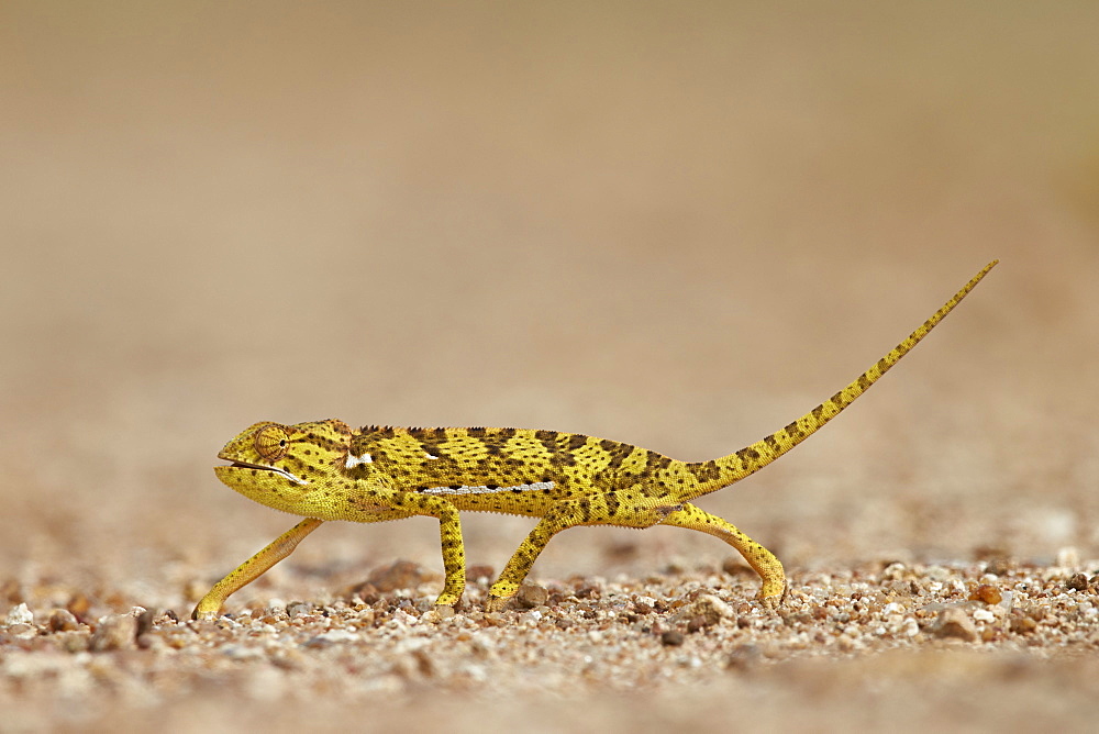 Flap-necked chameleon (flap neck chameleon) (Chamaeleo dilepis), Kruger National Park, South Africa, Africa