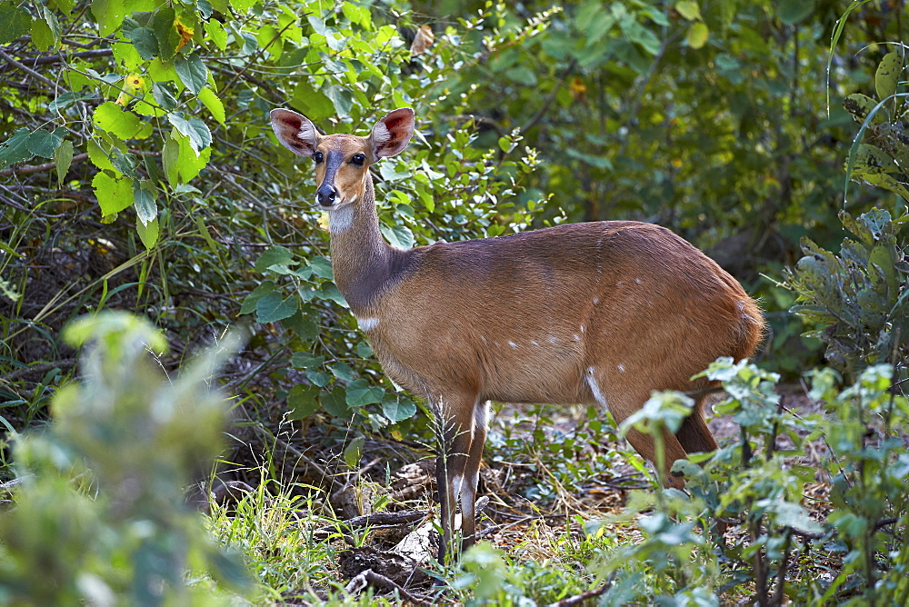 Bushbuck (Imbabala) (Tragelaphus sylvaticus) female, Kruger National Park, South Africa, Africa