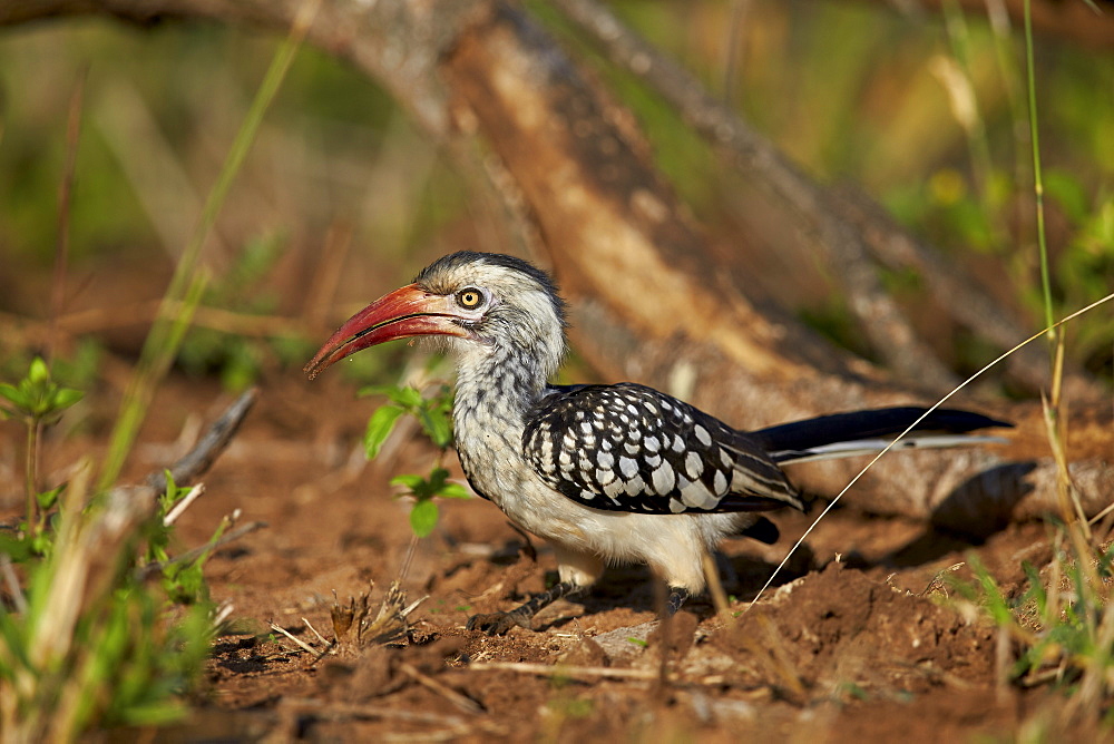 Southern red-billed hornbill (Tockus rufirostris), Kruger National Park, South Africa, Africa