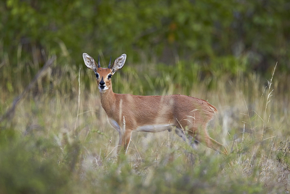 Steenbok (Raphicerus campestris) buck, Kruger National Park, South Africa, Africa