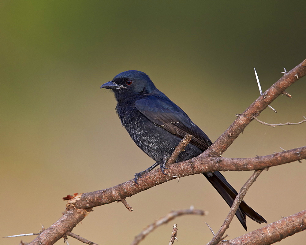 Fork-tailed drongo (Dicrurus adsimilis), Kruger National Park, South Africa, Africa