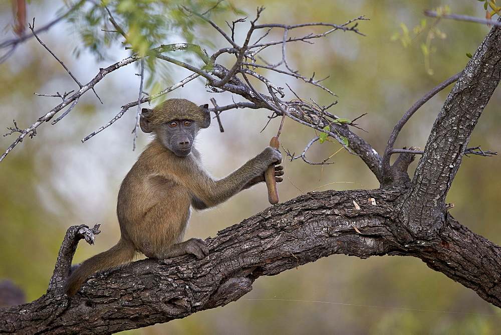 Chacma baboon (Papio ursinus) juvenile in a tree, Kruger National Park, South Africa, Africa