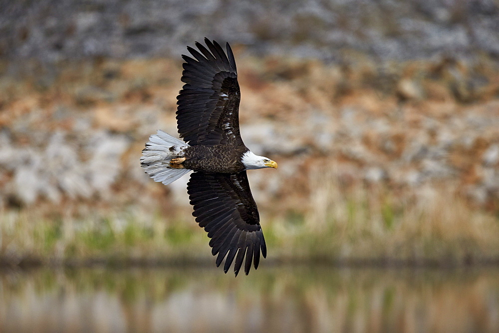 Bald Eagle (Haliaeetus leucocephalus) in flight, Yellowstone National Park, UNESCO World Heritage Site, Wyoming, United States of America, North America