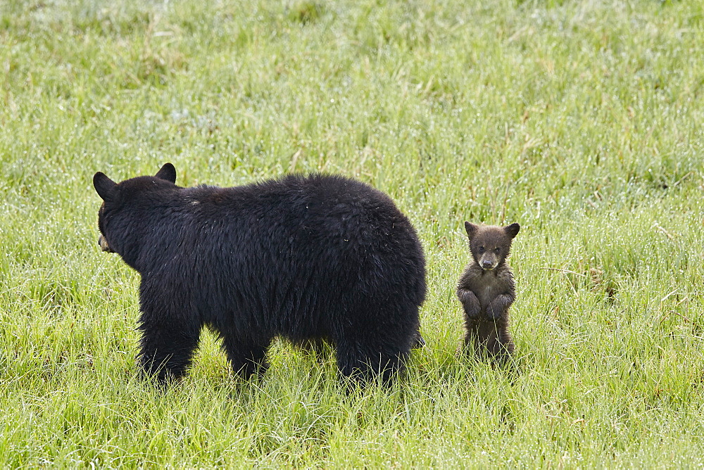 Black Bear (Ursus americanus) sow and a chocolate cub of the year or spring cub, Yellowstone National Park, Wyoming, United States of America, North America