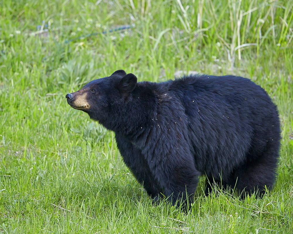 Black Bear (Ursus americanus), Yellowstone National Park, Wyoming, United States of America, North America