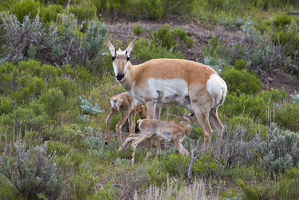 Pronghorn (Antilocapra americana) doe and two days-old fawns, Yellowstone National Park, Wyoming, United States of America, North America