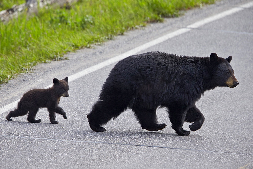 Black Bear (Ursus americanus) sow and cub-of-the-year crossing the road, Yellowstone National Park, Wyoming, United States of America, North America