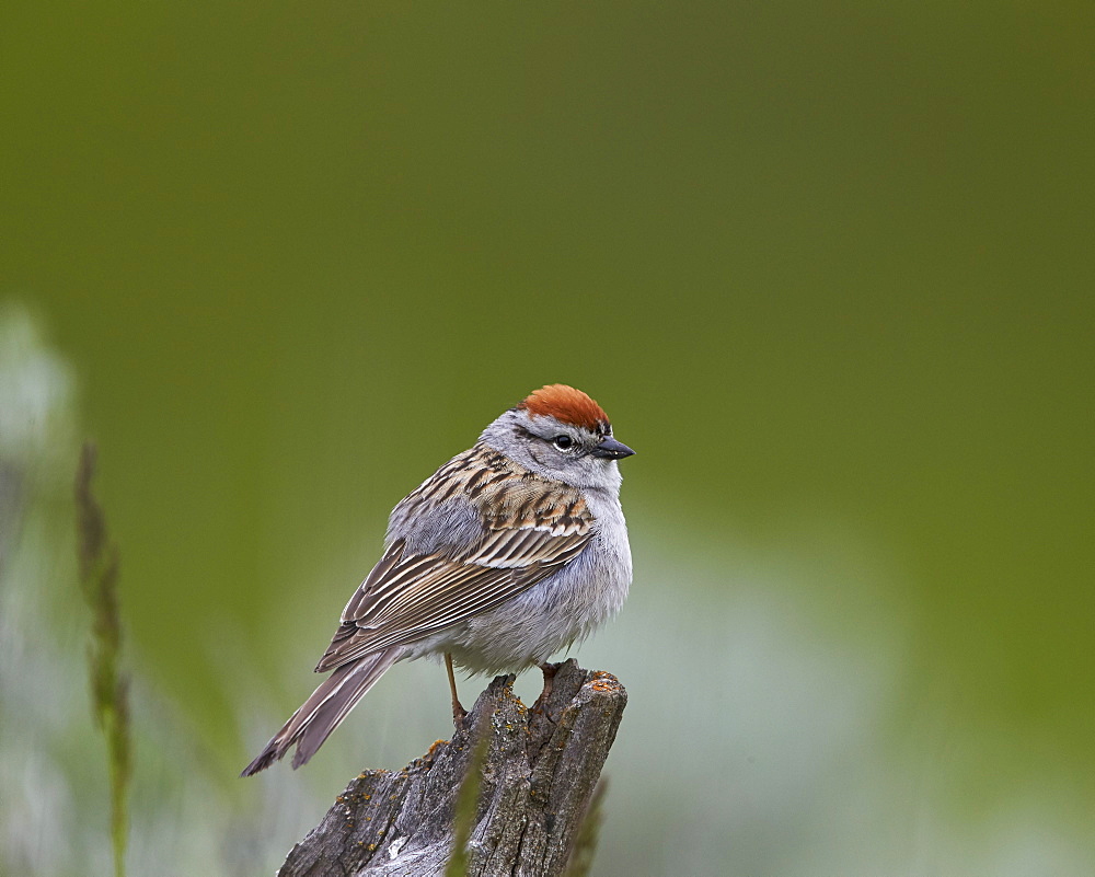 American Tree Sparrow (Spizella arborea), Yellowstone National Park, Wyoming, United States of America, North America