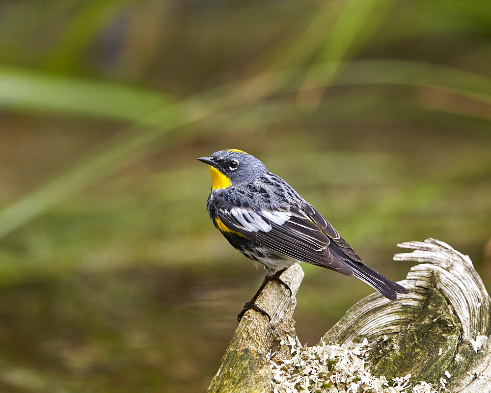 Audubon's Yellow-Rumped Warbler (Dendroica coronata auduboni), Yellowstone National Park, Wyoming, United States of America, North America