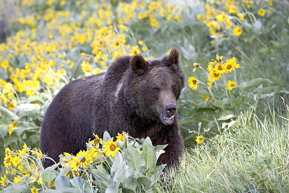 Young grizzly bear (Ursus horribilis), a year and a half old, in captivity, among arrowleaf balsam root, Animals of Montana, Bozeman, Montana, United States of America, North America