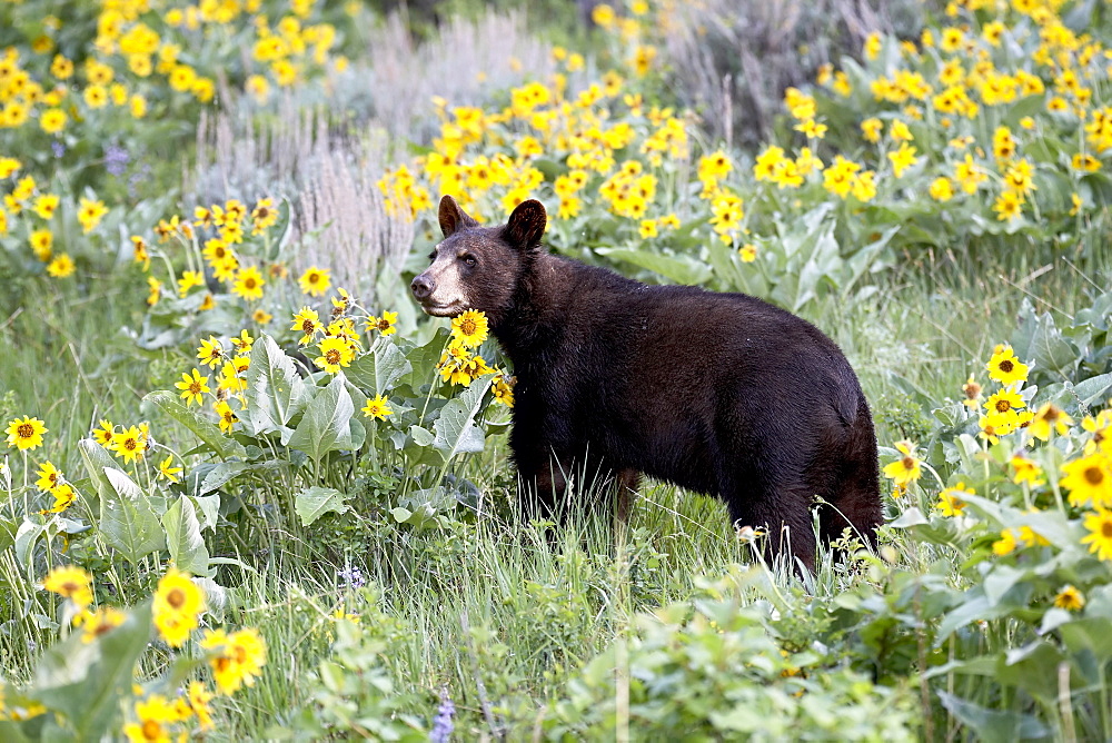 Young black bear (Ursus americanus), one and a half years old, in captivity, among arrowleaf balsam root, Animals of Montana, Bozeman, Montana, United States of America, North America