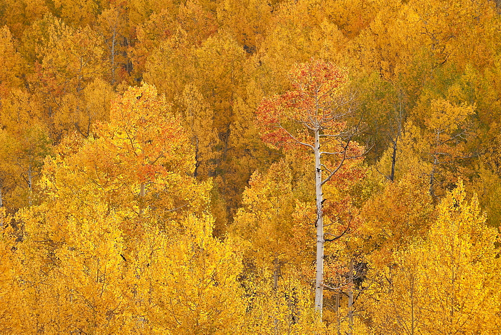 Yellow and orange aspen in the fall, Uncompahgre National Forest, Colorado, United States of America, North America