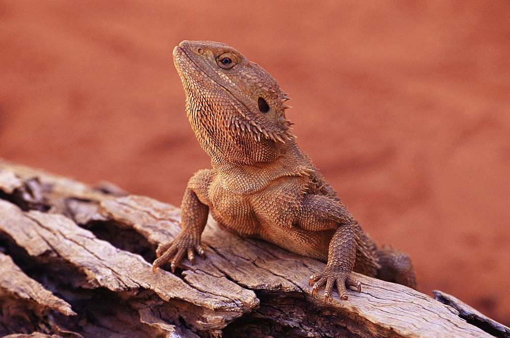 Central bearded dragon (Poona vitticeps) in captivity, Alice Springs, Northern Territory, Australia, Pacific