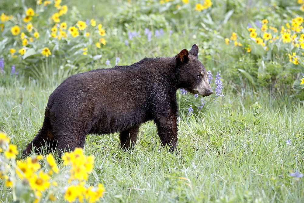 Young black bear (Ursus americanus), a year and a half old, in captivity, among arrowleaf balsam root, Animals of Montana, Bozeman, Montana, United States of America, North America