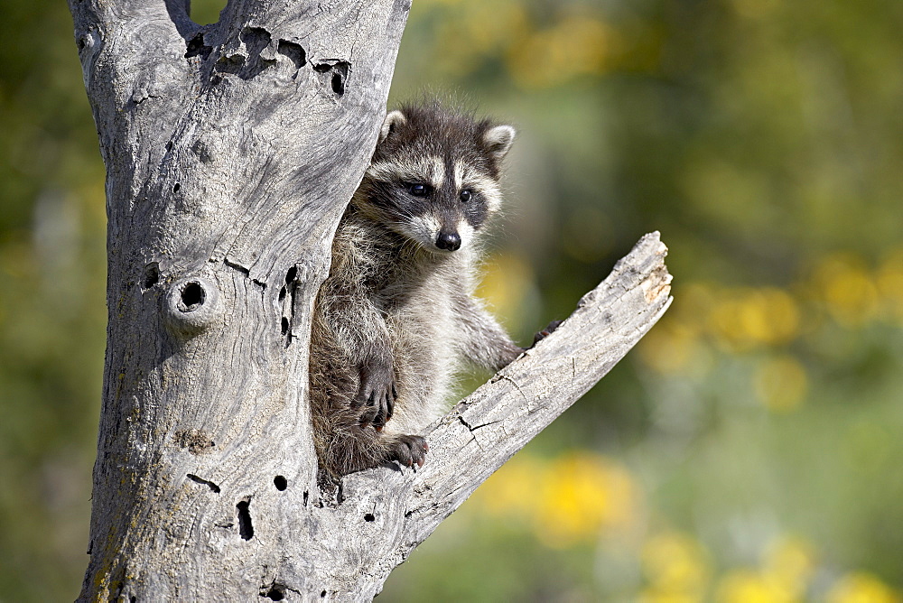 Baby raccoon (Procyon lotor) in captivity, Animals of Montana, Bozeman, Montana, United States of America, North America