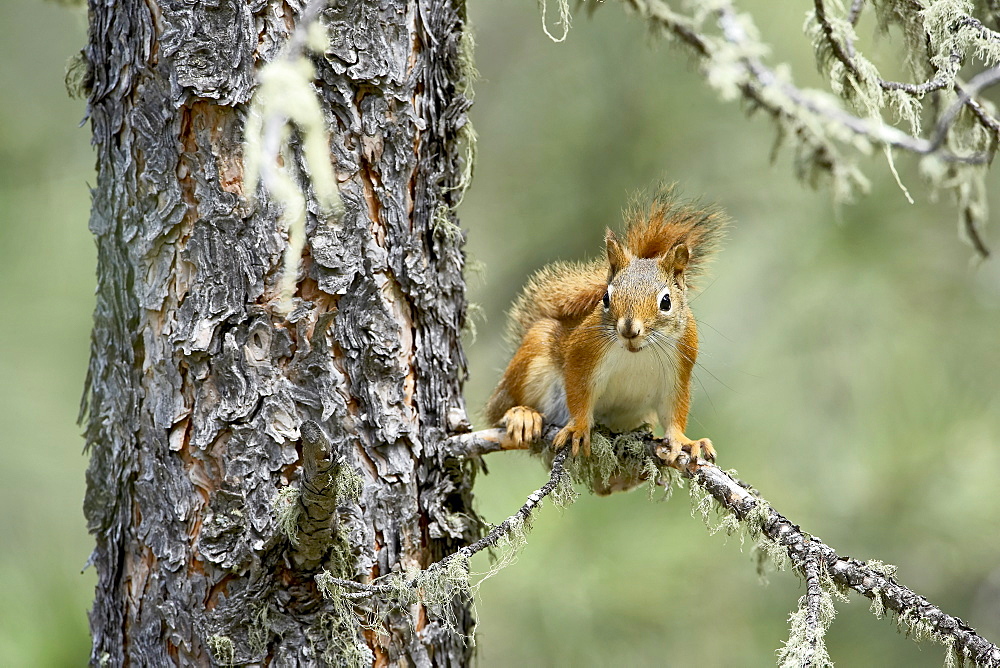 Red squirrel (Tamiasciurus hudsonicus), Custer State Park, South Dakota, United States of America, North America