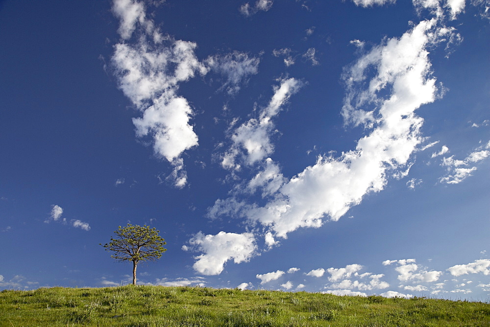 Clouds and pine, Custer State Park, South Dakota, United States of America, North America