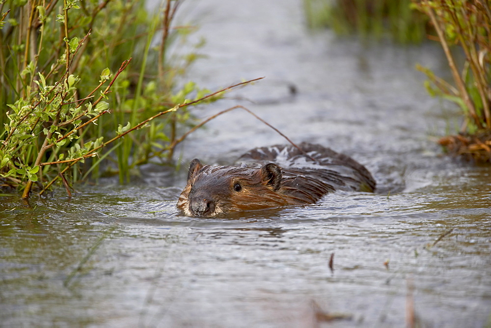 Beaver (Castor canadensis) swimming in Soda Butte Creek, Yellowstone National Park, Wyoming, United States of America, North America