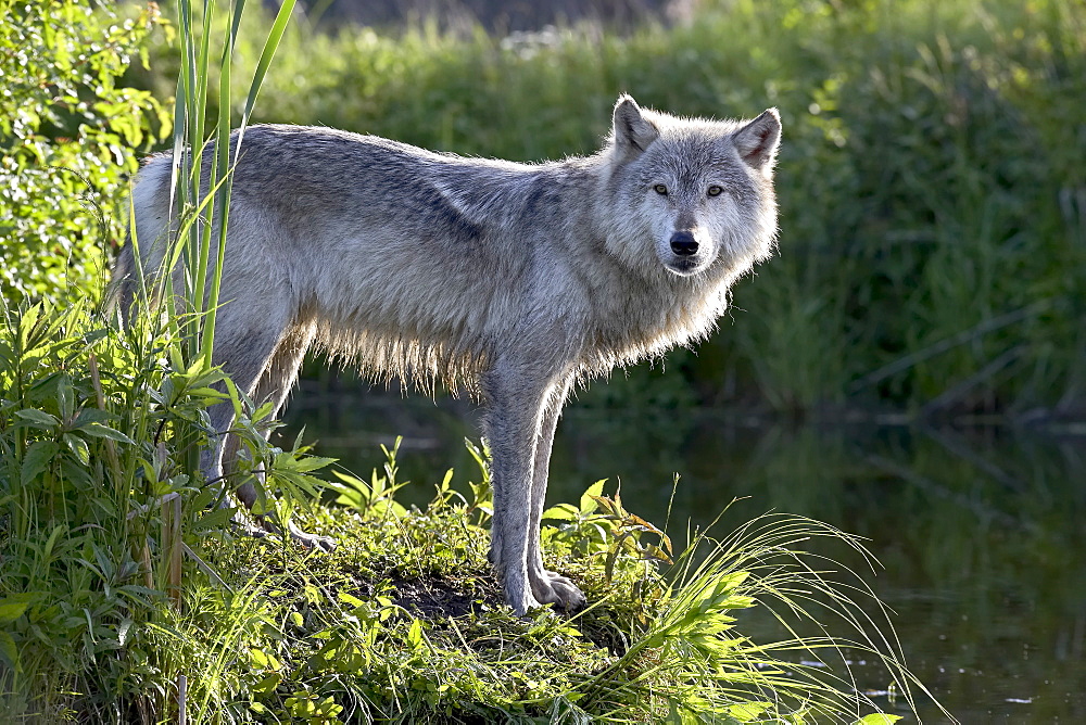 Gray wolf (Canis lupus) in captivity, Sandstone, Minnesota, United States of America, North America