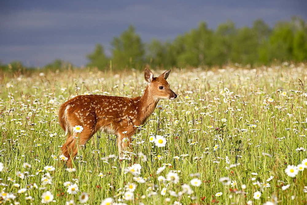 Captive whitetail deer (Odocoileus virginianus) fawn among oxeye daisies, Sandstone, Minnesota, United States of America, North America