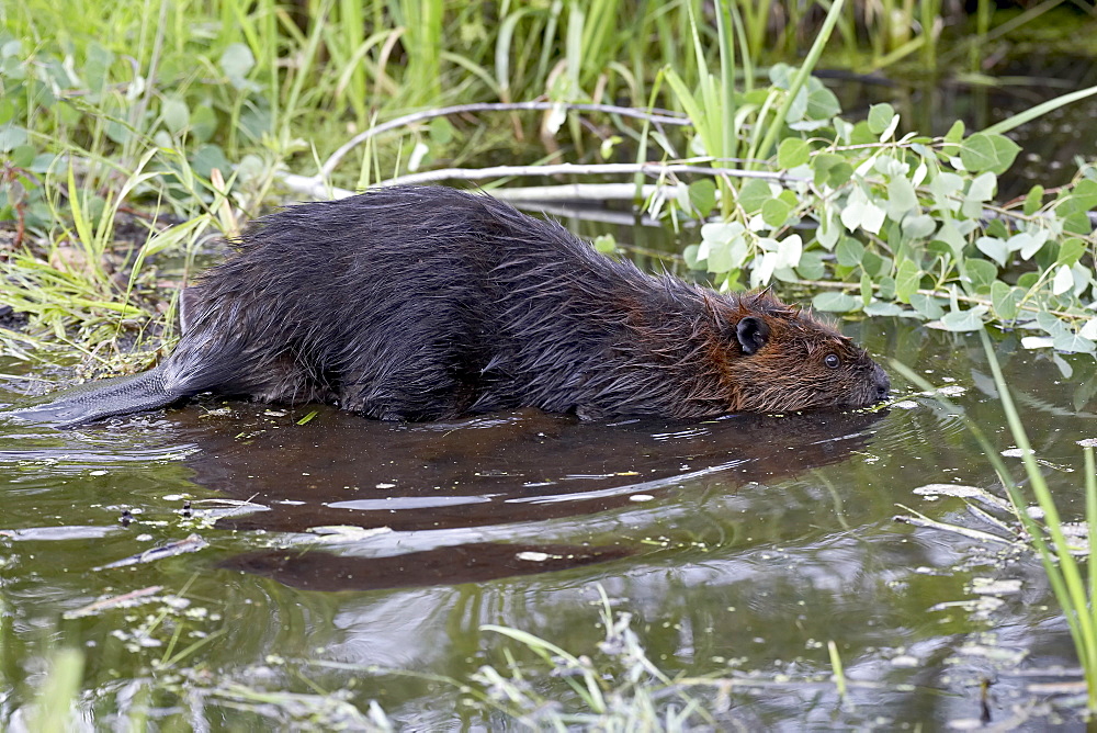 Captive beaver (Castor canadensis), Sandstone, Minnesota, United States of America, North America