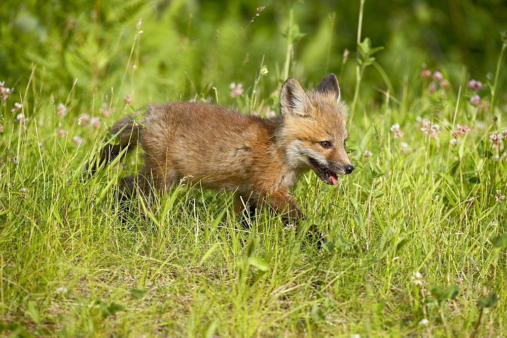 Red fox (Vulpes fulva) kit, Sandstone, Minnesota, United States of America, North America