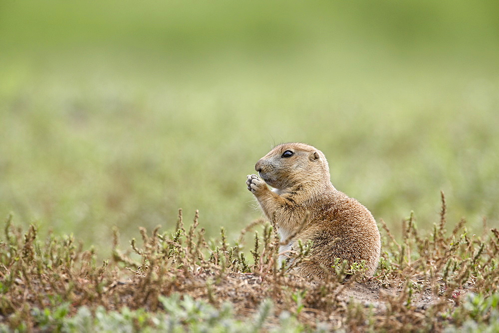 Baby blacktail prairie dog (Cynomys ludovicianus), Custer State Park, South Dakota, United States of America, North America