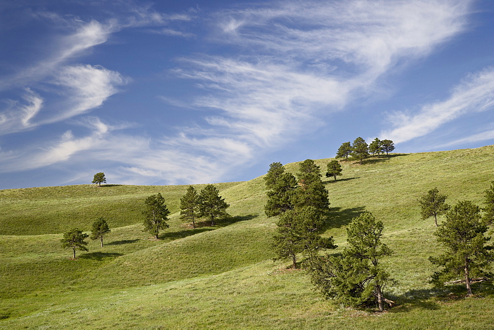 Rolling hills with trees and clouds, Custer State Park, South Dakota, United States of America, North America