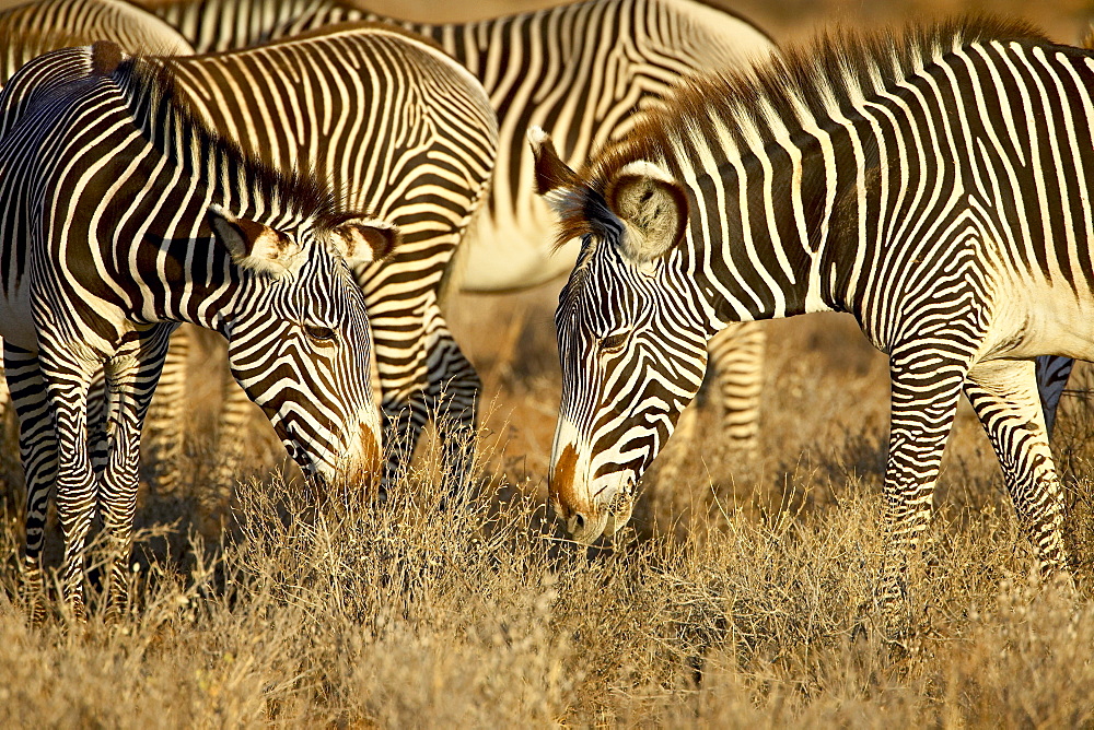 Group of Grevy's zebra (Equus grevyi) grazing, Samburu National Reserve, Kenya, East Africa, Africa