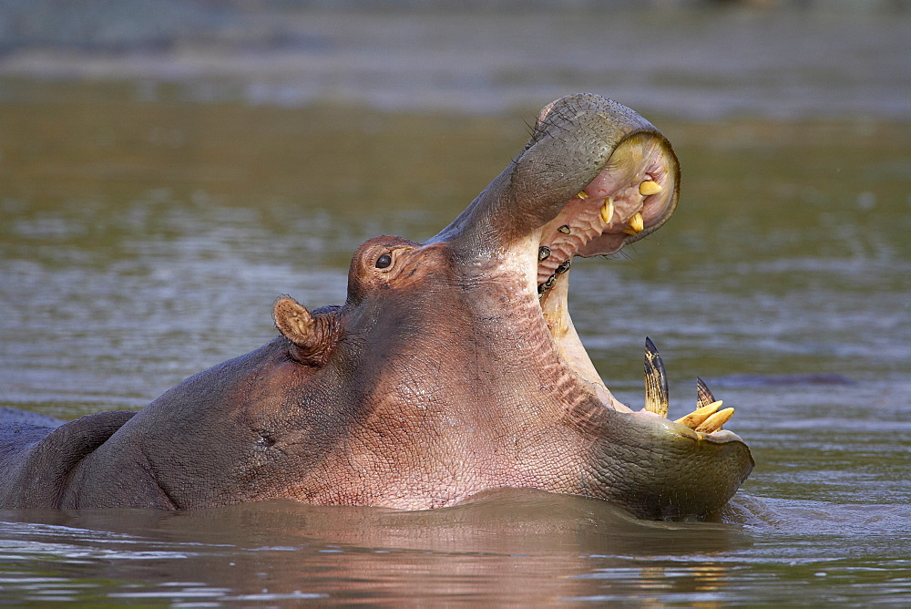 Hippopotamus (Hippopotamus amphibius) yawning, Serengeti National Park, Tanzania, East Africa, Africa