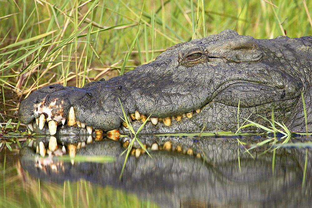 Nile crocodile (Crocodylus niloticus), Kruger National Park, South Africa, Africa