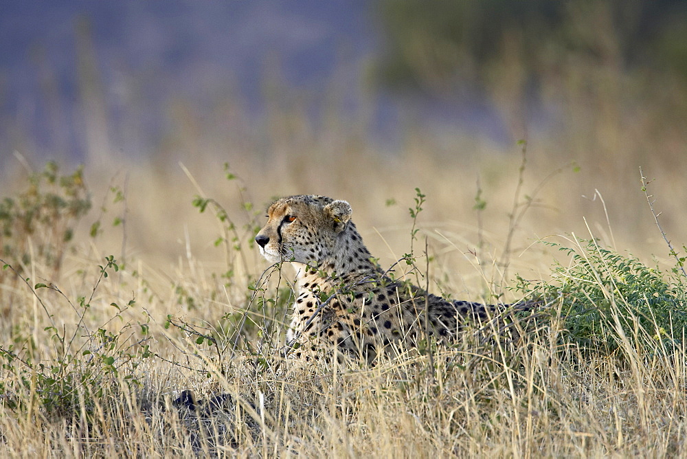 Cheetah (Acinonyx jubatus) lying down while surveying an open plain, Masai Mara National Reserve, Kenya, East Africa, Africa