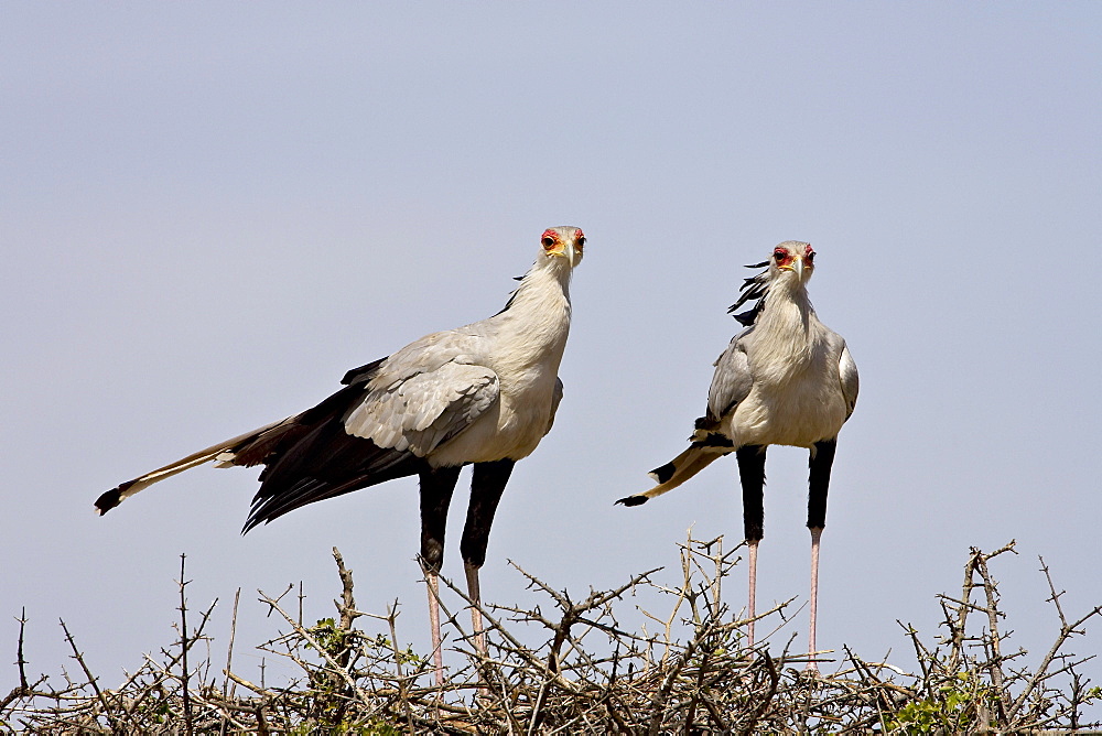 Secretarybird (Sagittarius serpentarius) pair upon their nest, Masai Mara National Reserve, Kenya, East Africa, Africa