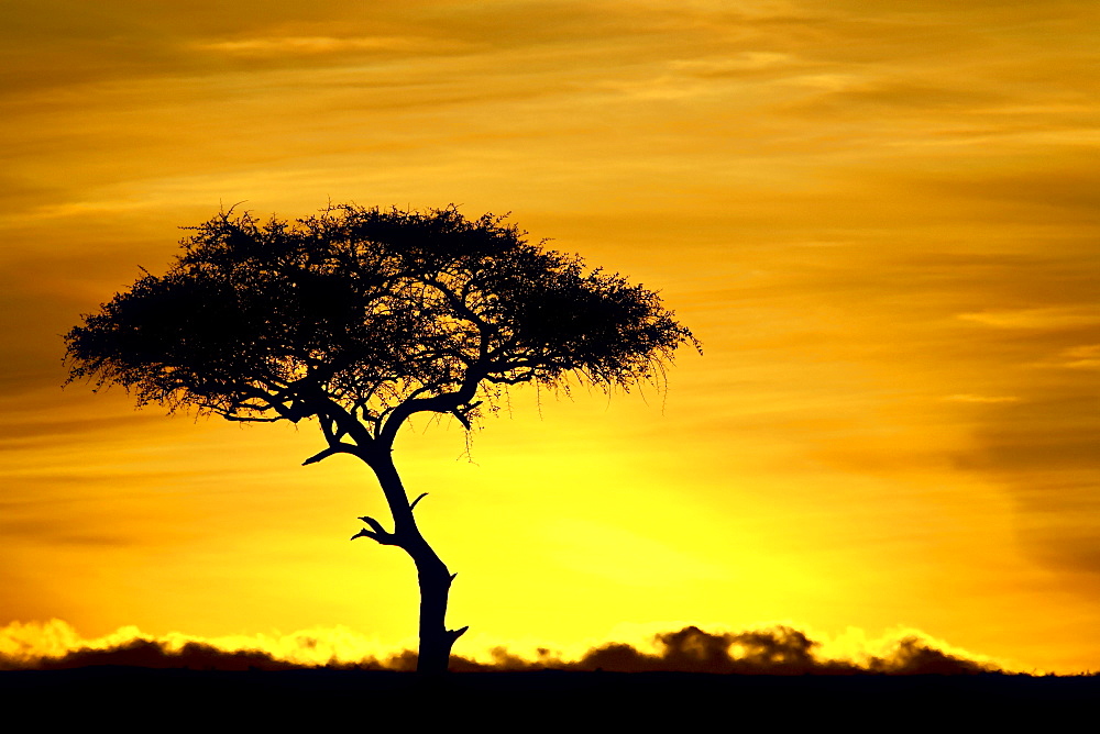 Acacia tree at dawn, Masai Mara National Reserve, Kenya, East Africa, Africa